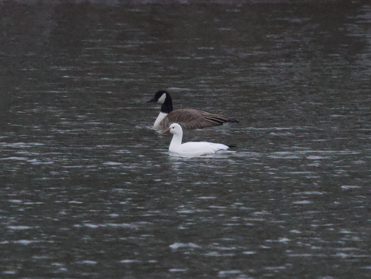 Ross's Goose - Elliott Ress