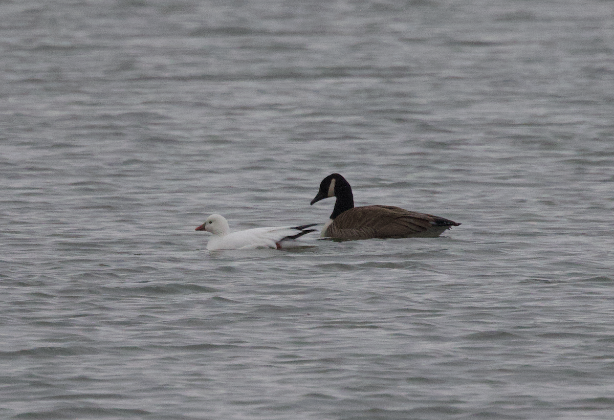 Ross's Goose - Elliott Ress