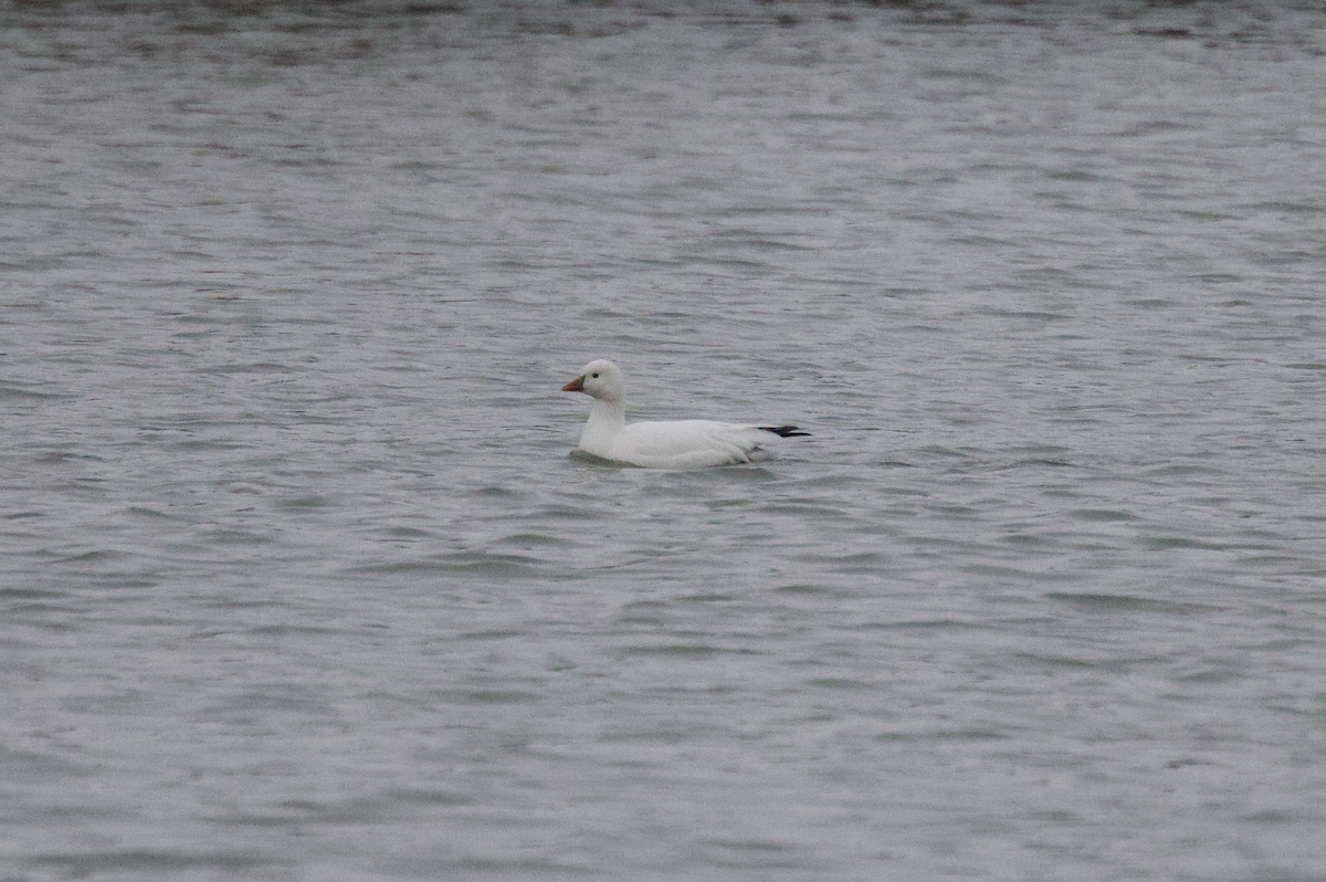 Ross's Goose - Elliott Ress