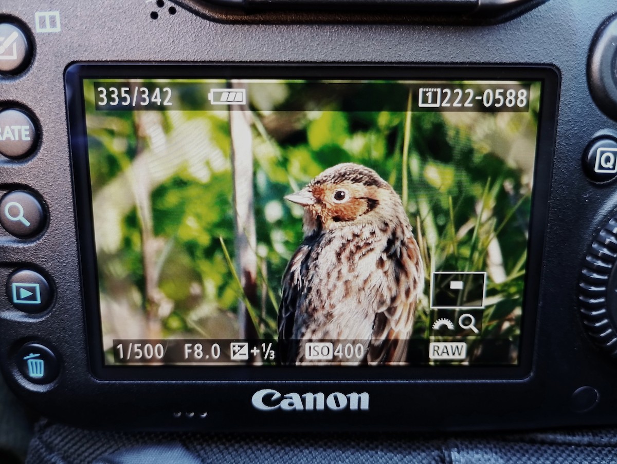 Little Bunting - ML528033871