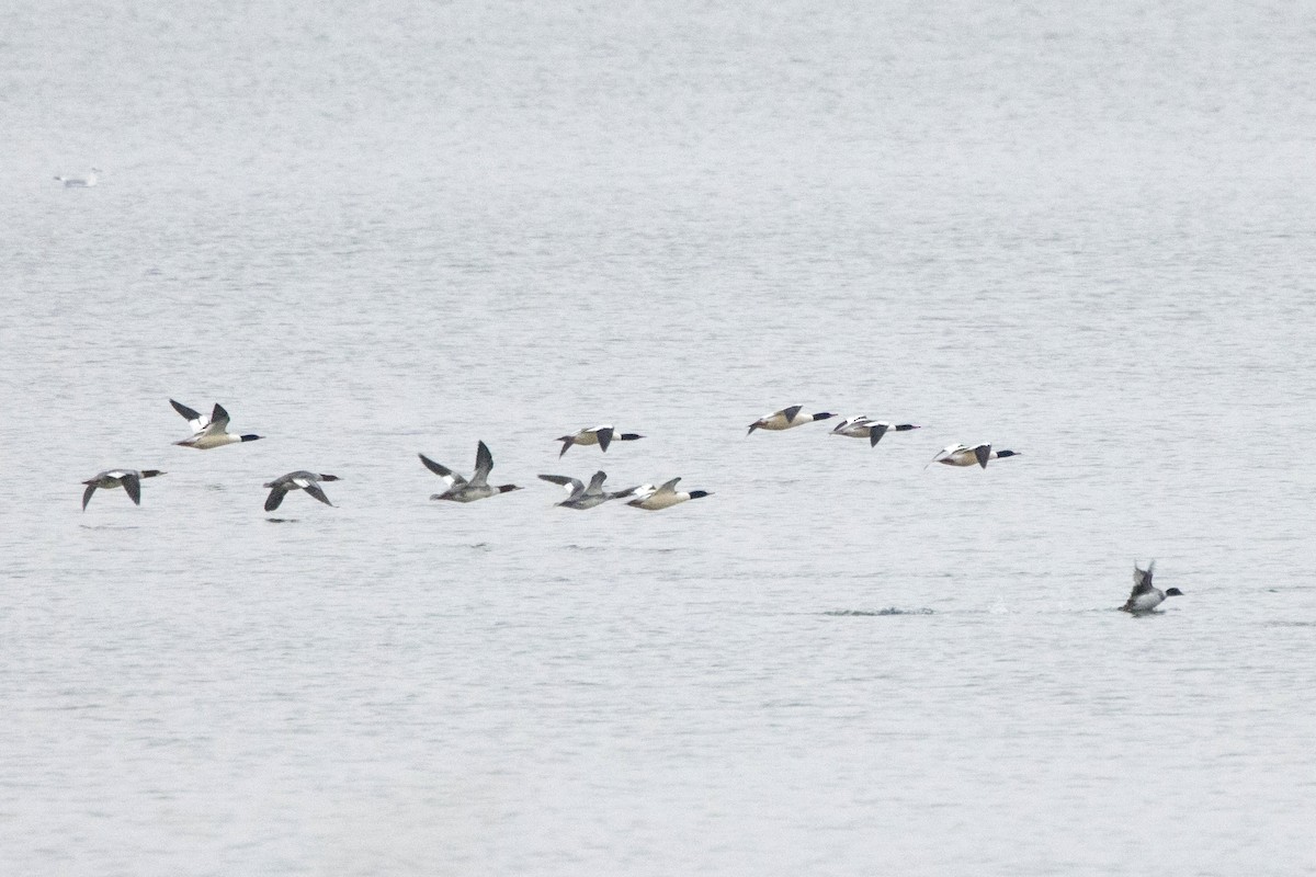 Common Merganser - ML528034751