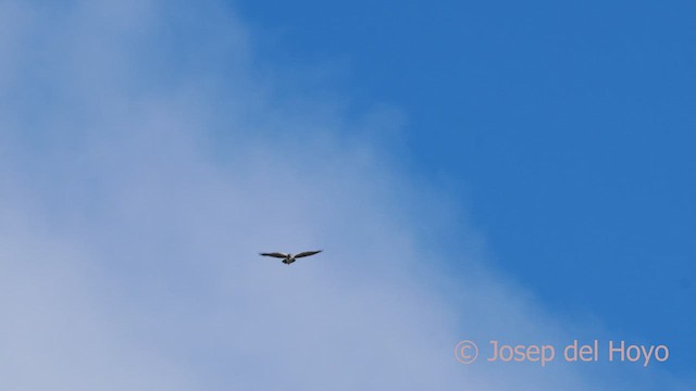 Black-chested Buzzard-Eagle - ML528034941