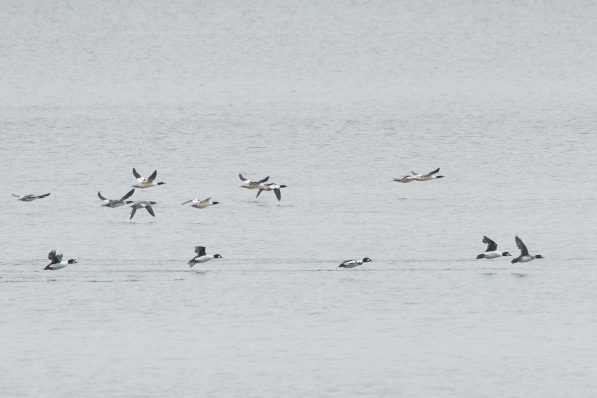 Common Goldeneye - ML528035141