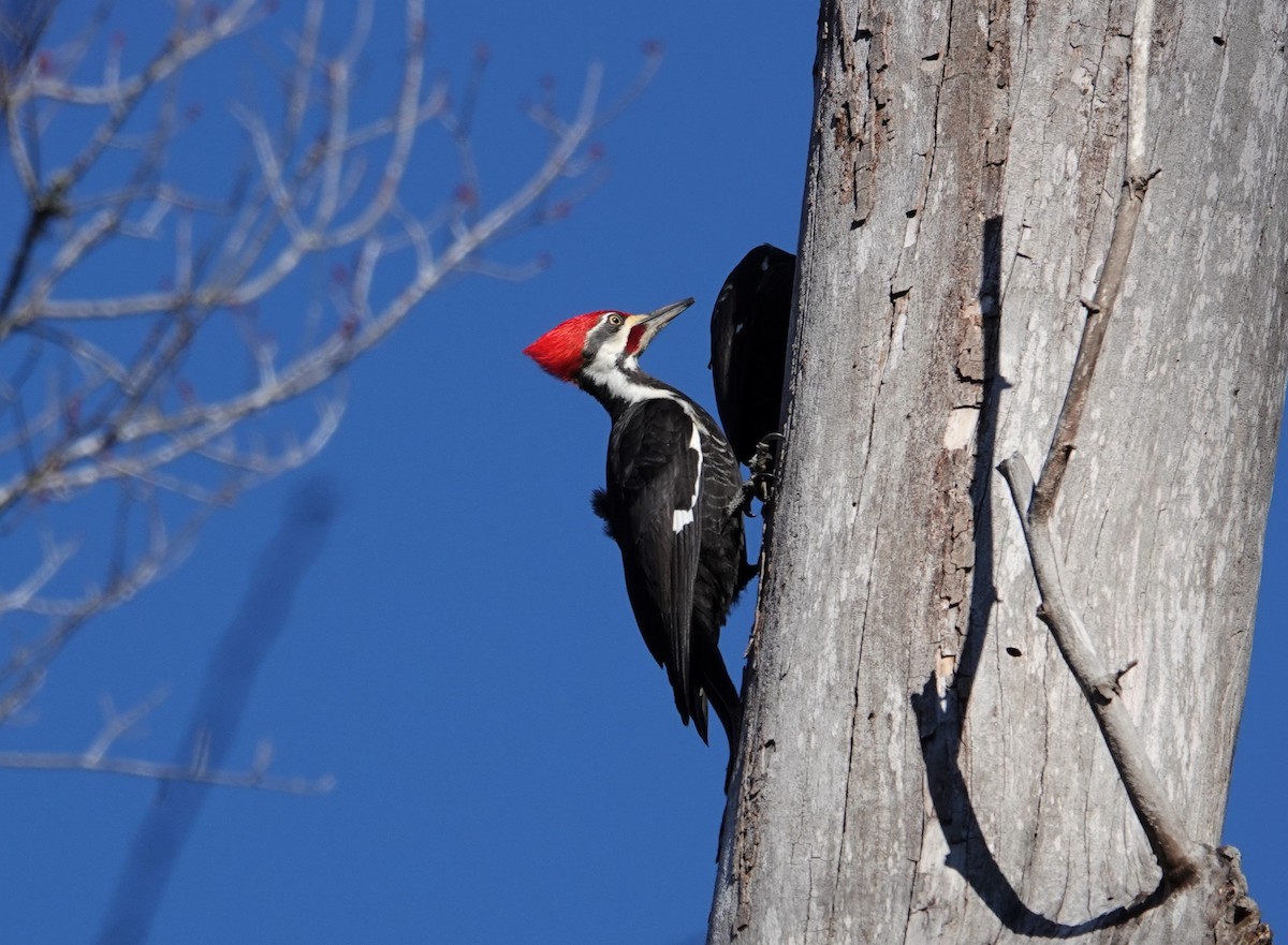 Pileated Woodpecker - ML528035231