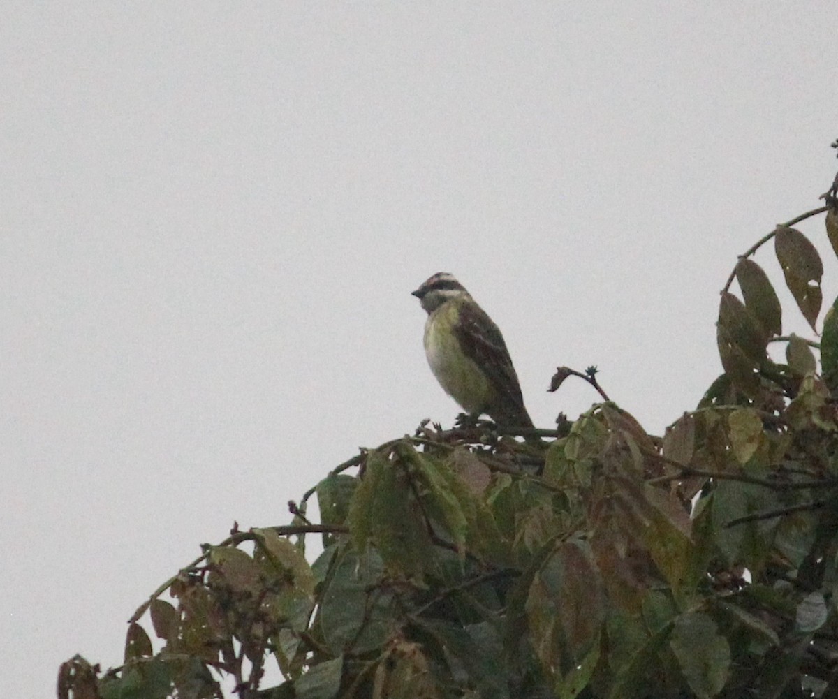 Piratic Flycatcher - ML528036071