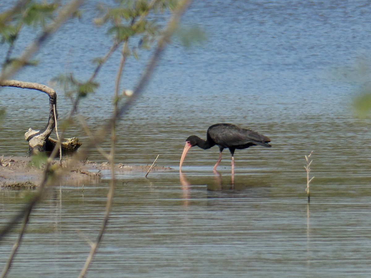 Ibis à face nue - ML528036341