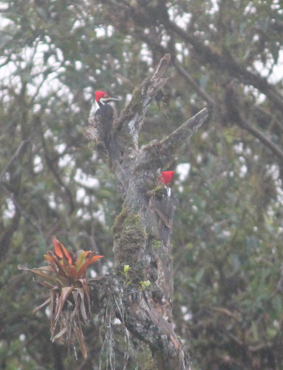 Guayaquil Woodpecker - ML528036431