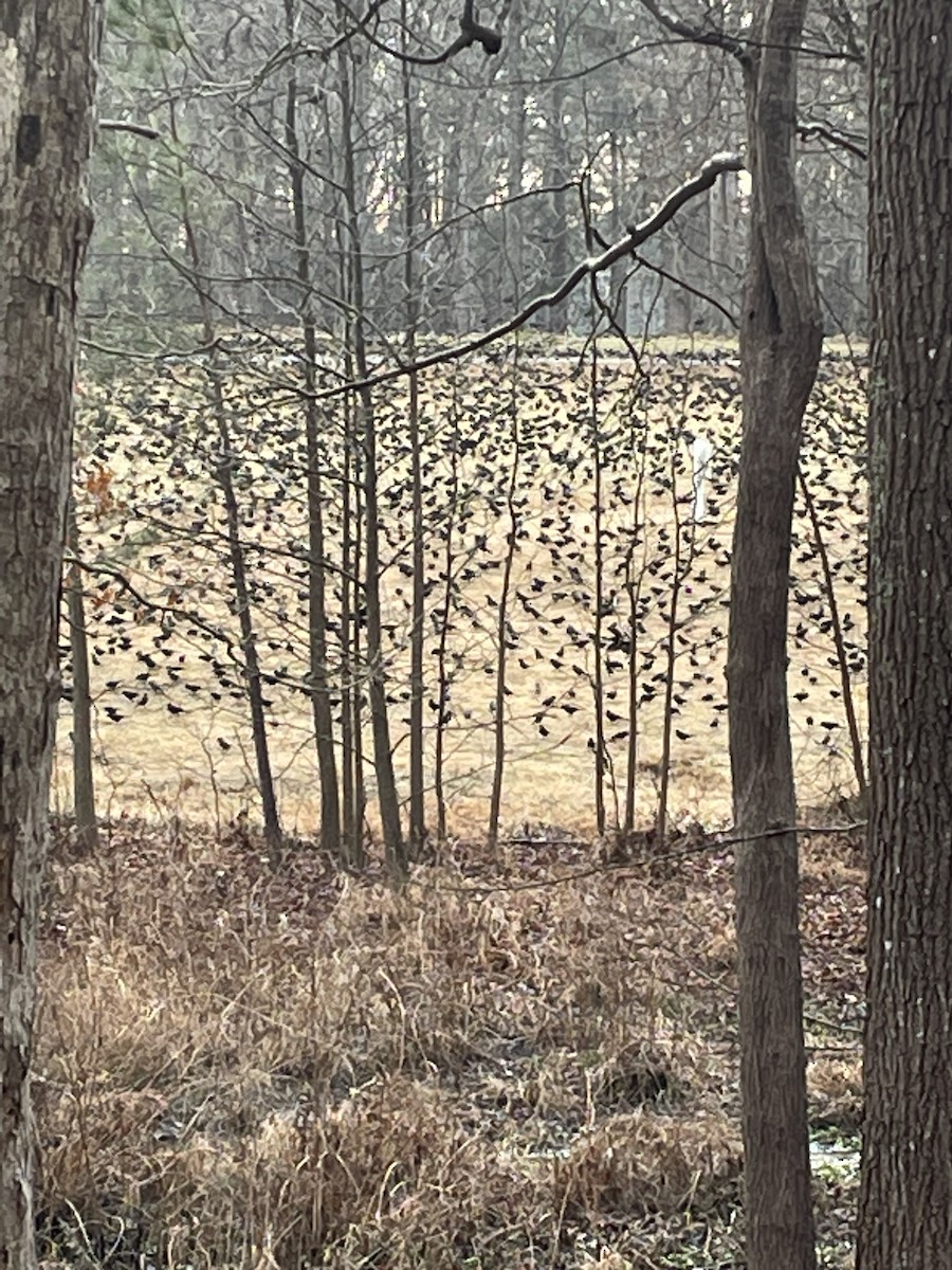 Common Grackle - ML528036721