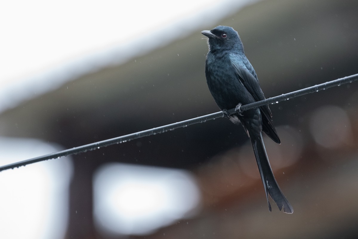 Black Drongo - ML528036911