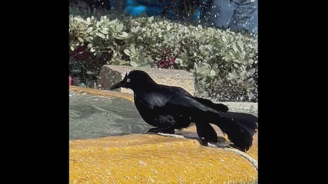 Greater Antillean Grackle - ML528036931