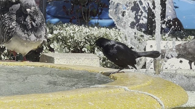 Greater Antillean Grackle - ML528036941