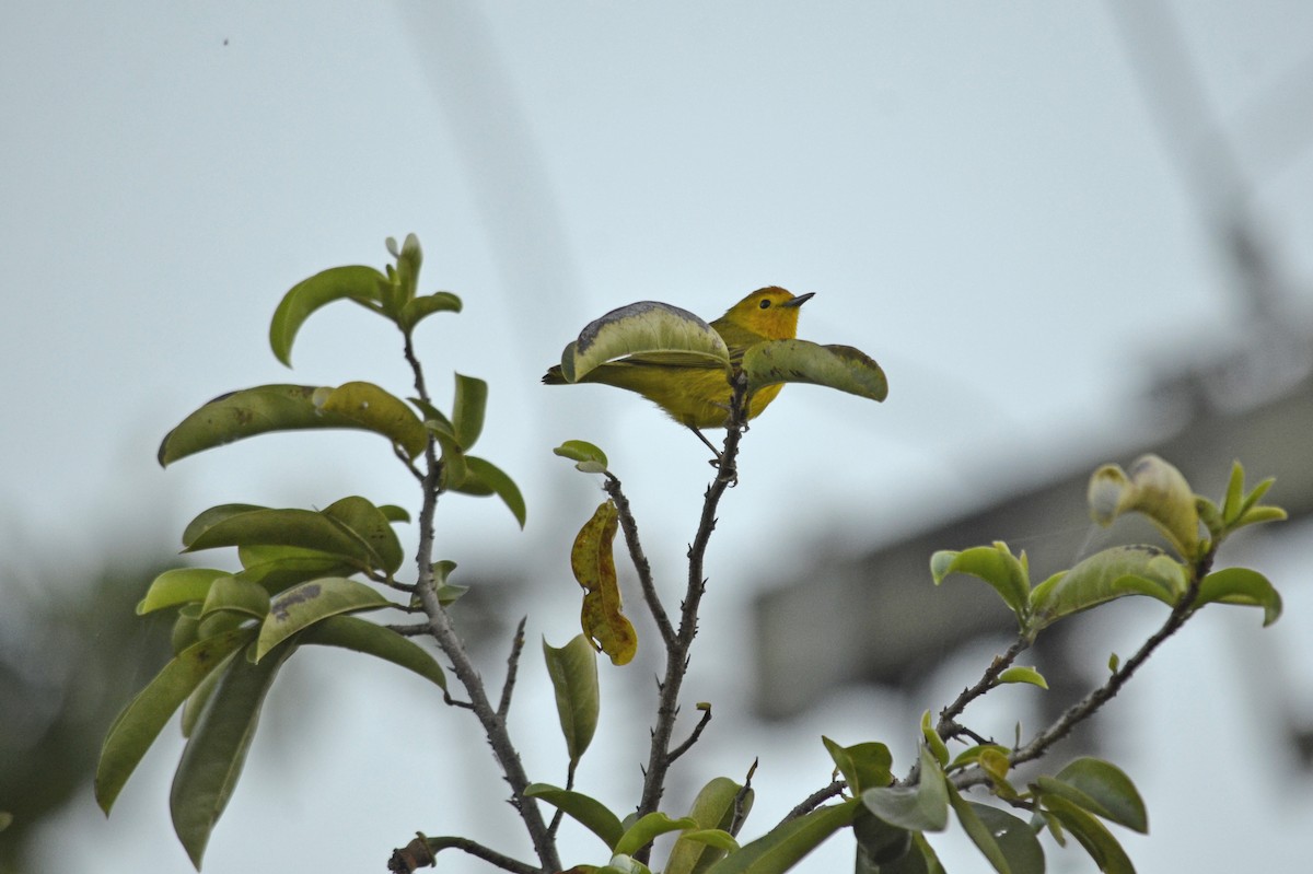 Yellow Warbler - ML528037051