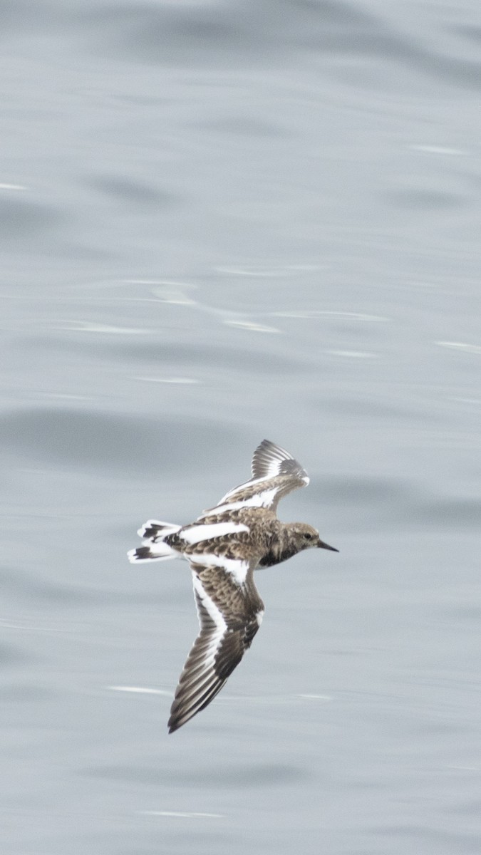 Ruddy Turnstone - ML528037351