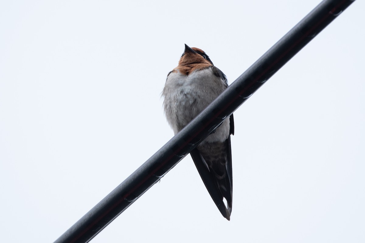 Pacific Swallow - ML528037791