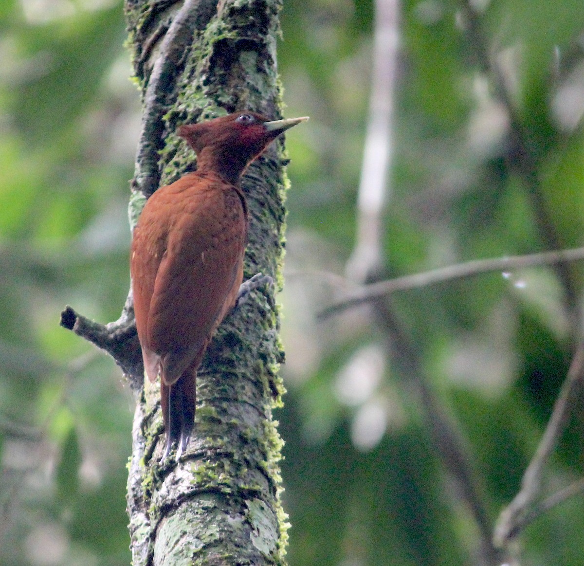 Waved Woodpecker (Scale-breasted) - Emma Rosen