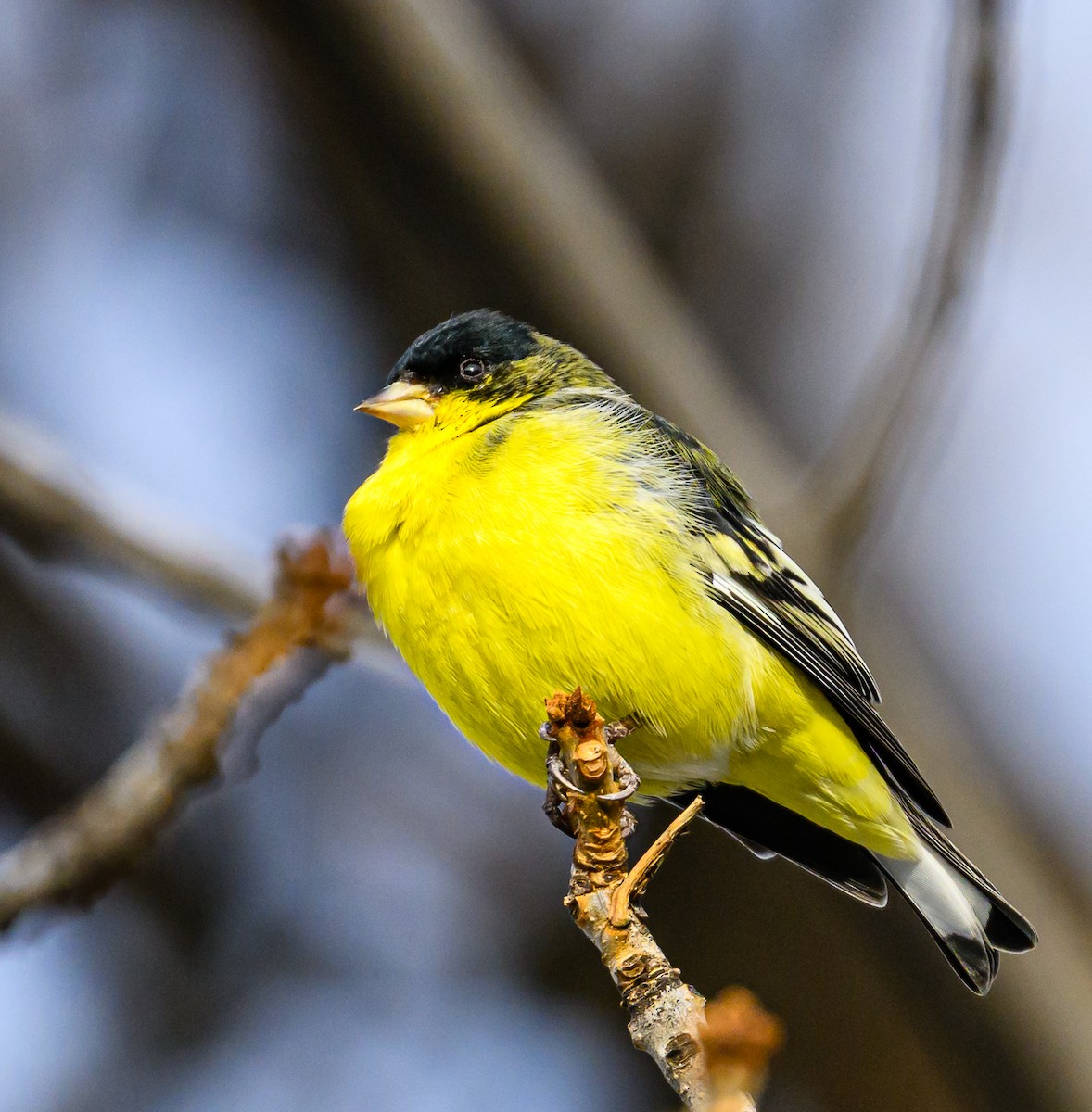 Lesser Goldfinch - Ken Miracle