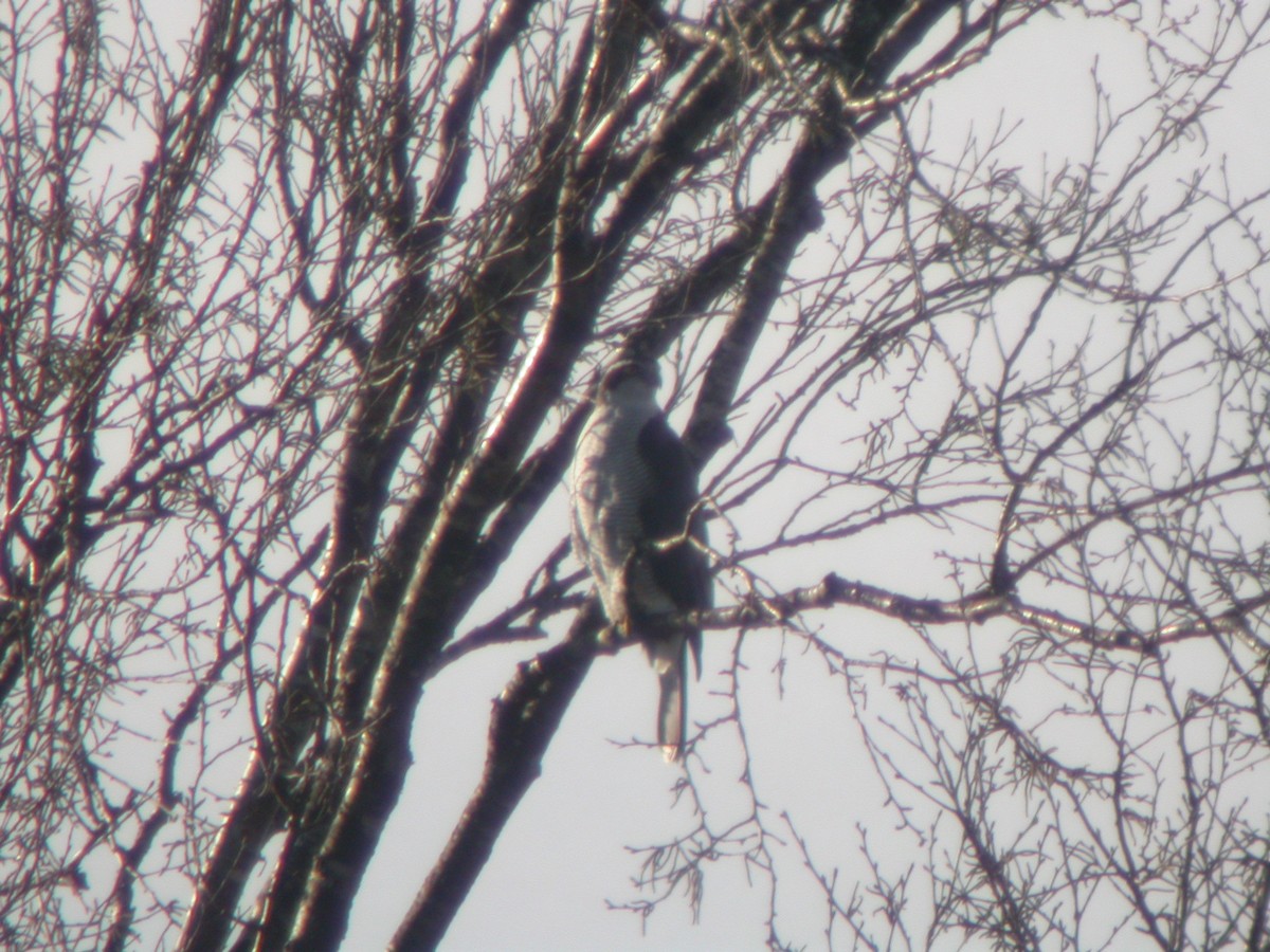 Eurasian Goshawk - ML528039001