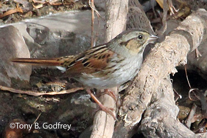 Swamp Sparrow - ML52803951