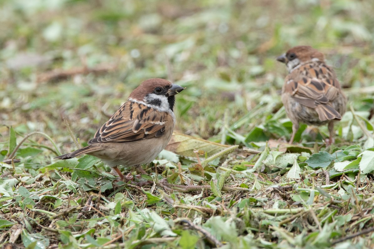 Eurasian Tree Sparrow - Jing-Yi Lu