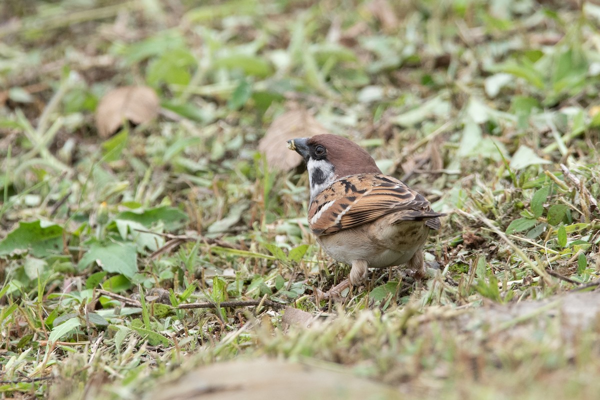 Eurasian Tree Sparrow - ML528040011