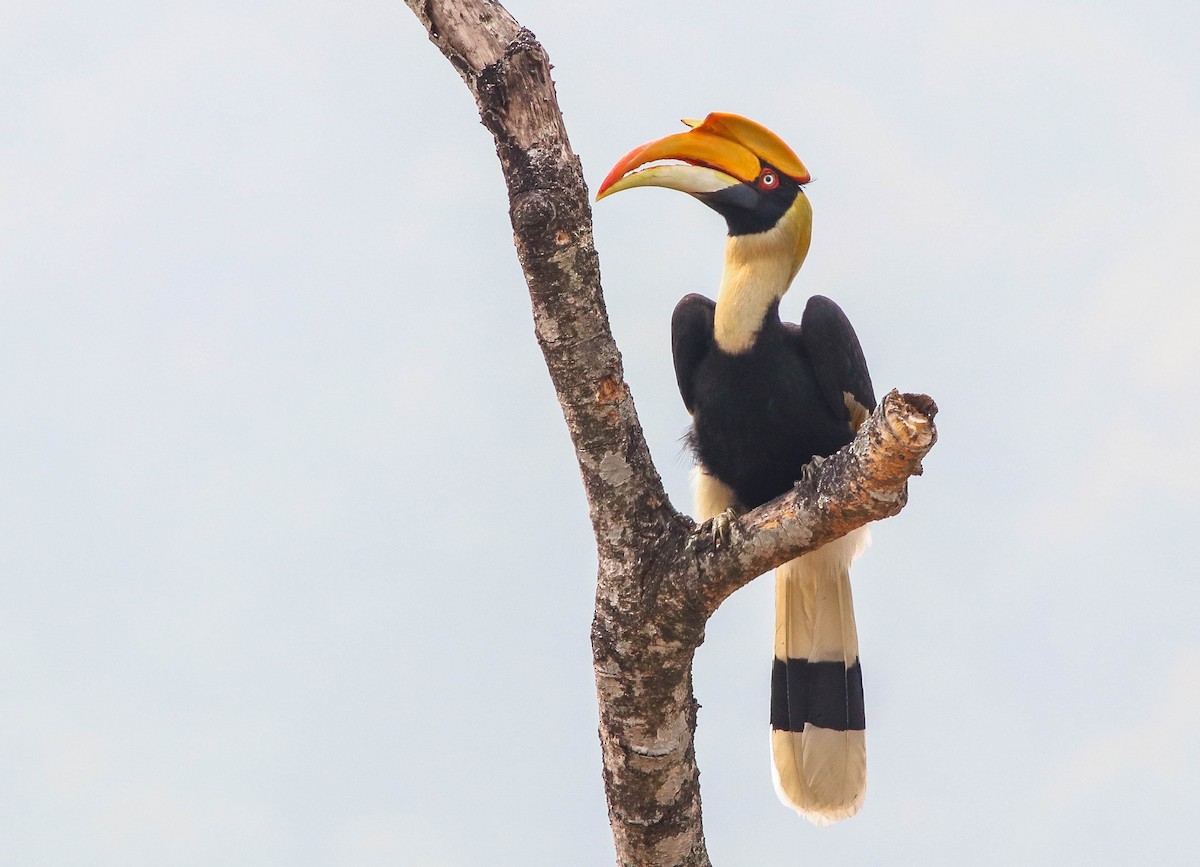 Great Hornbill - Samim Akhter