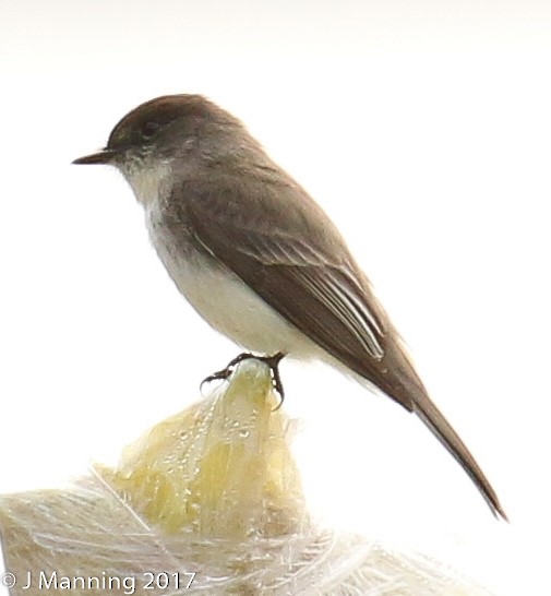 Eastern Phoebe - Carl & Judi Manning