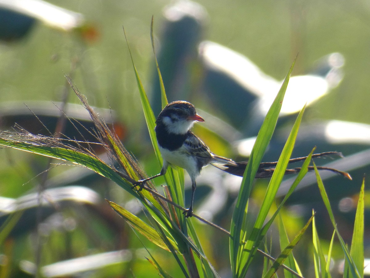 Strange-tailed Tyrant - ML528040721