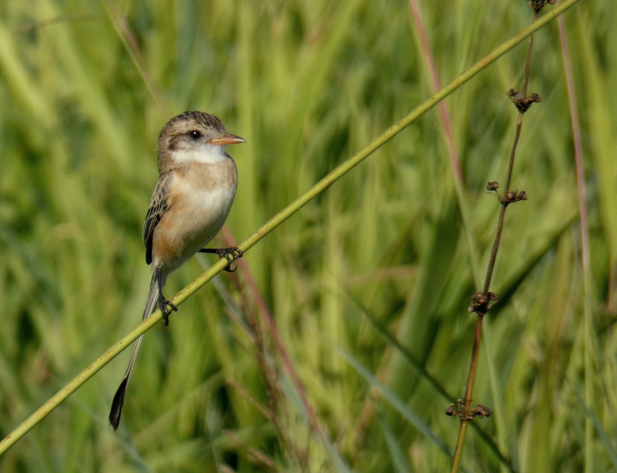 Strange-tailed Tyrant - ML528040731