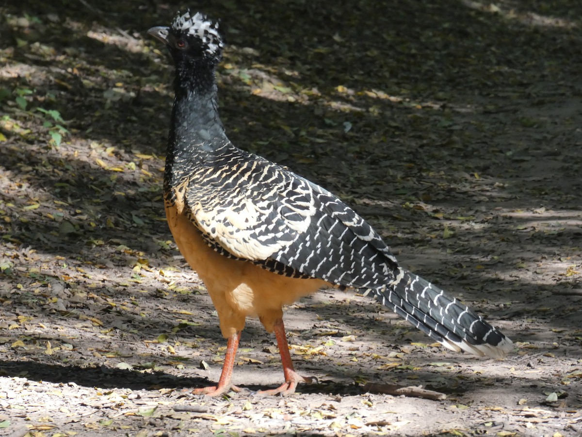 Bare-faced Curassow - ML528041051