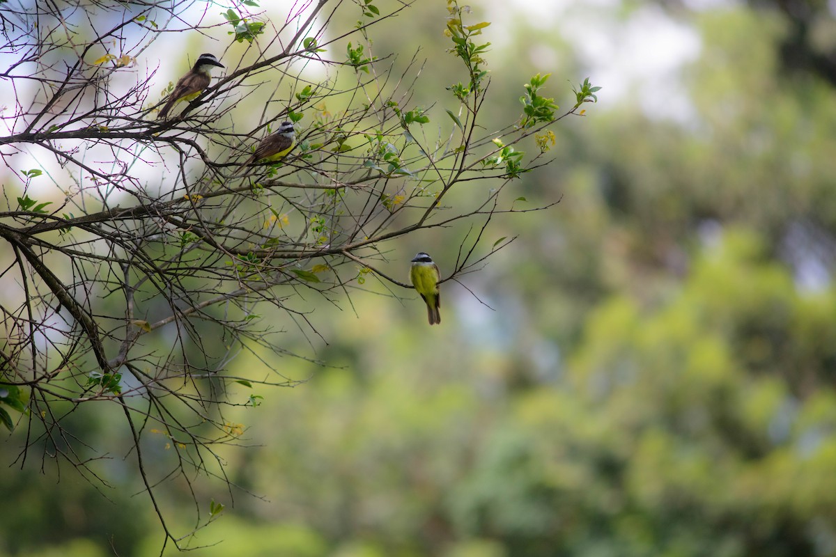 Great Kiskadee - ML528041251