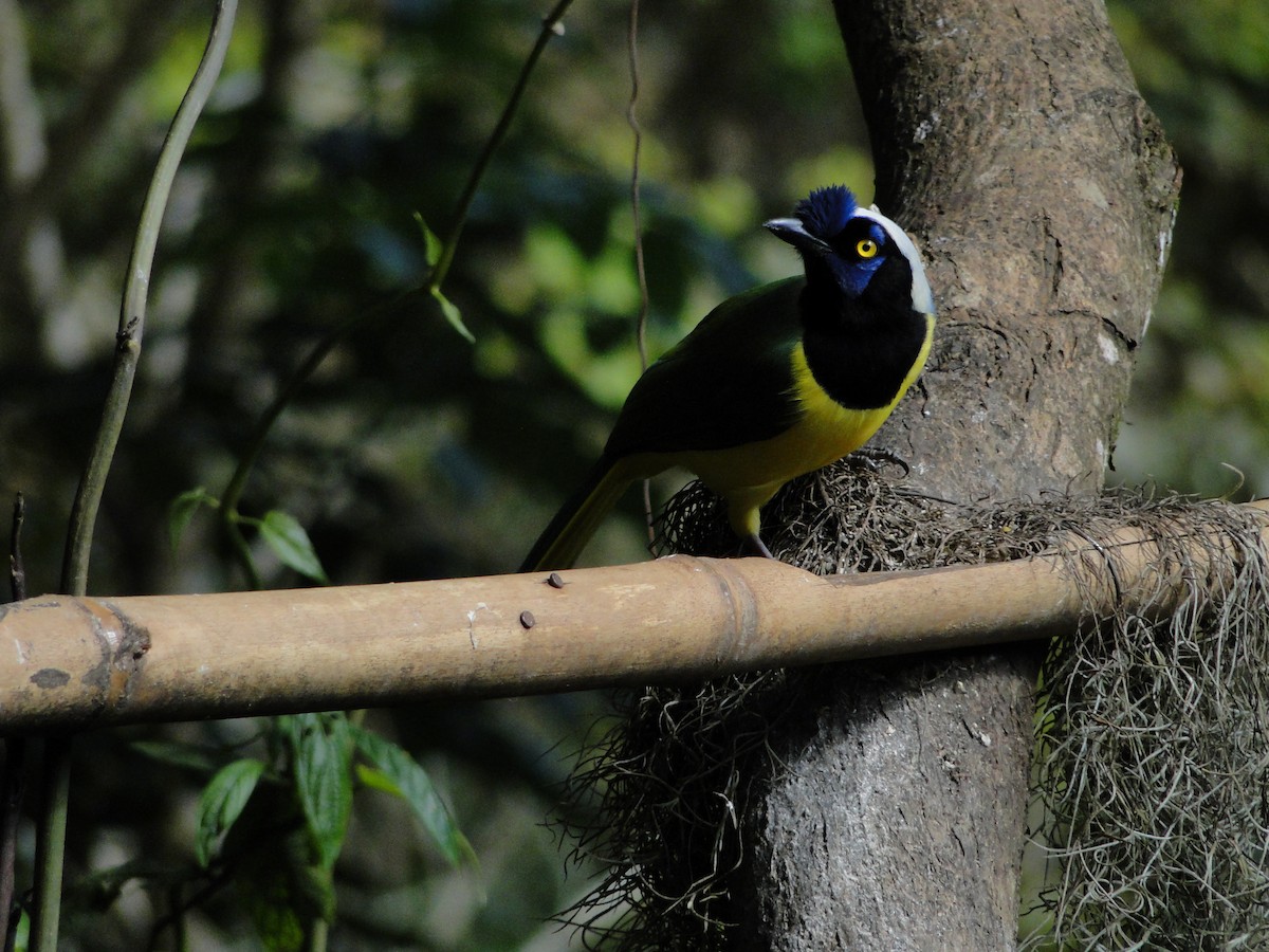 Green Jay - ML52804151