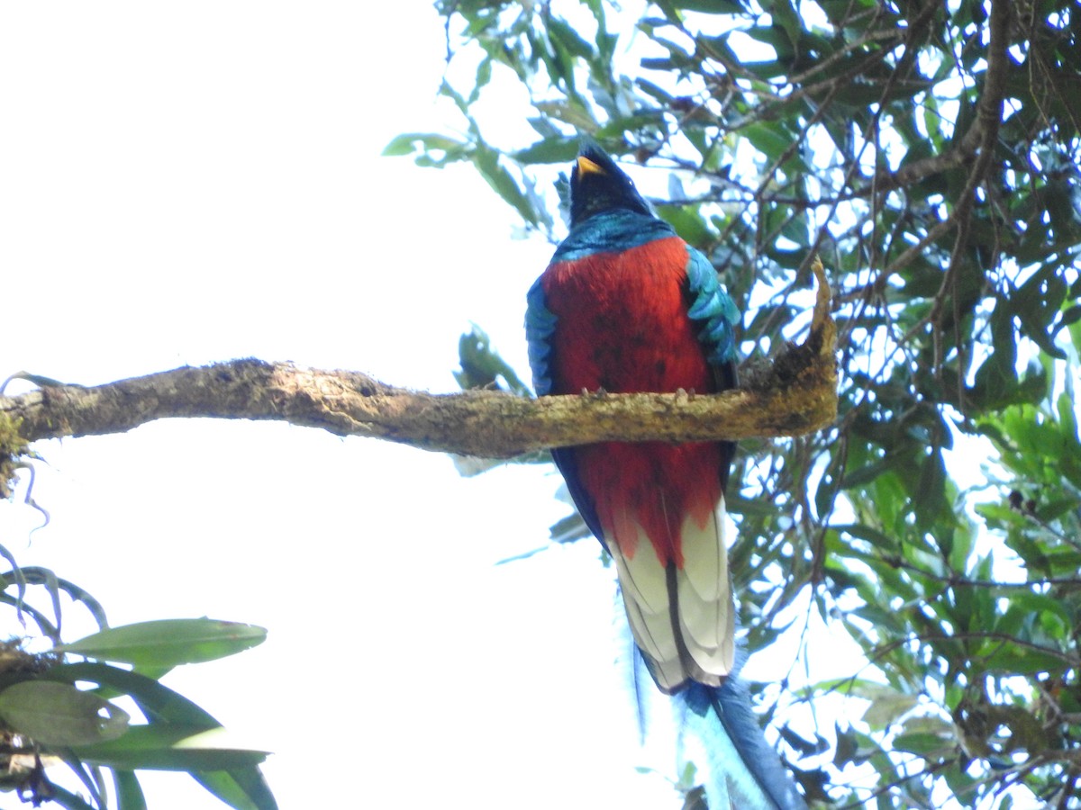 Resplendent Quetzal - Lance Runion 🦤