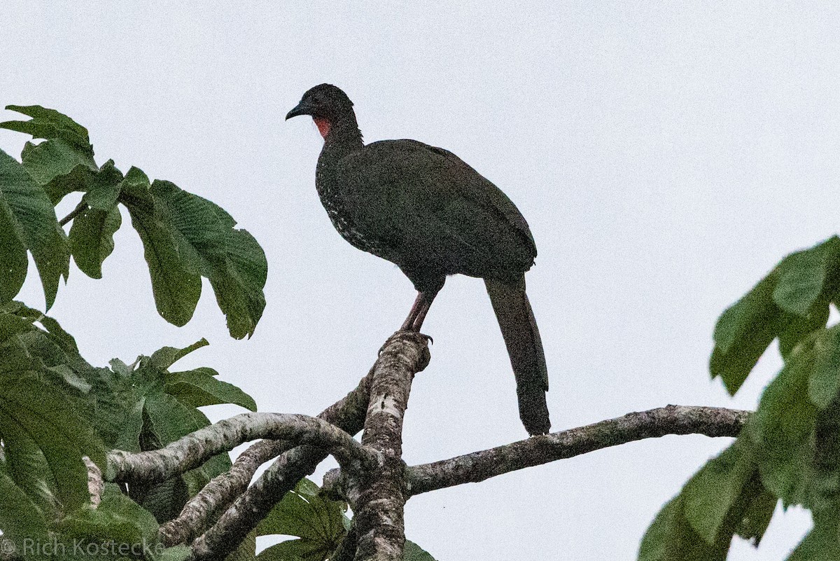 Crested Guan - Rich Kostecke