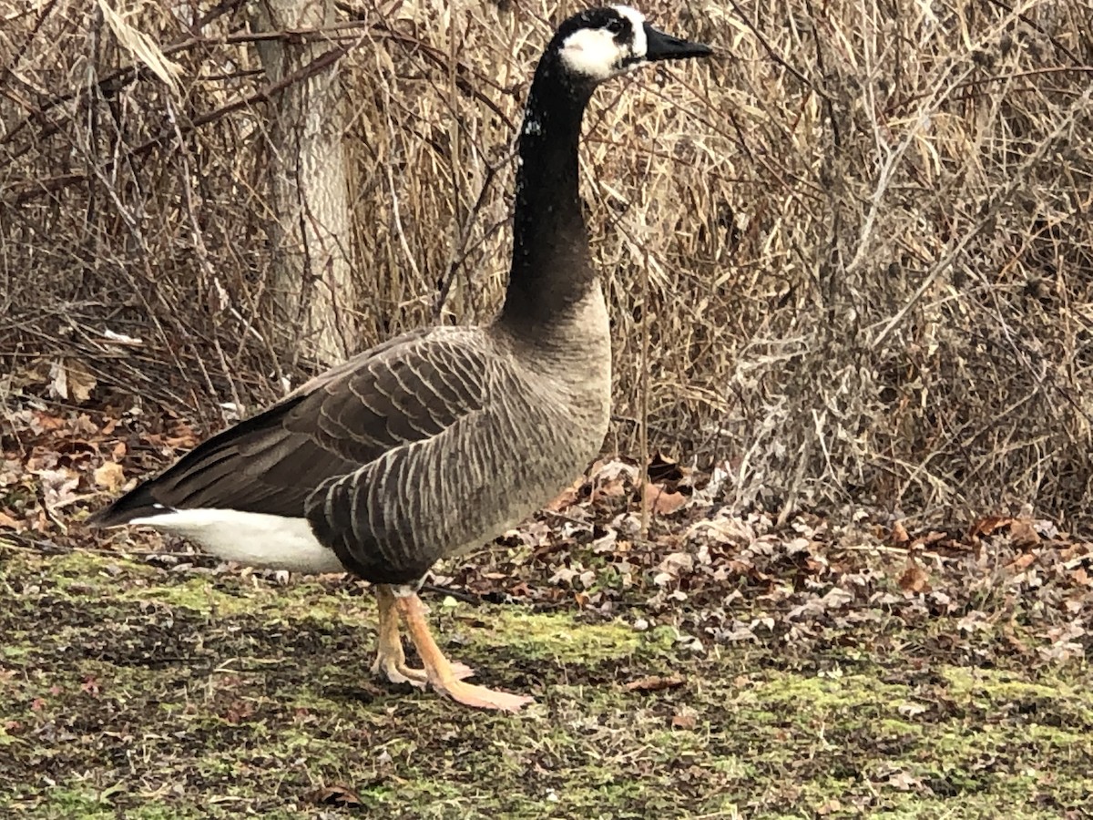 Swan x Canada Goose (hybrid) - ML528043751