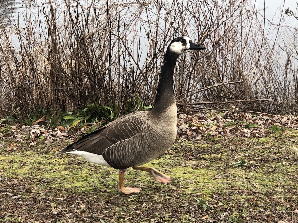 Swan x Canada Goose (hybrid) - ML528043761