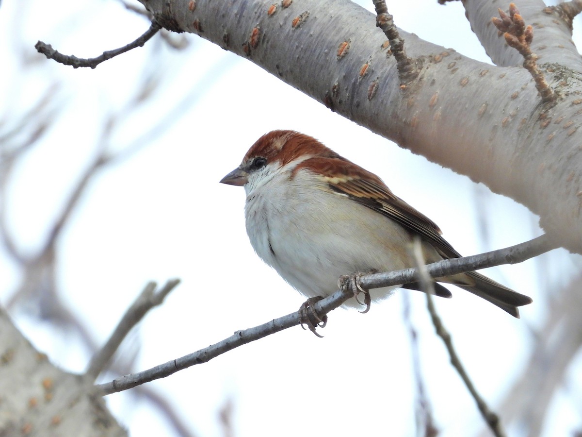 Russet Sparrow - ML528044051