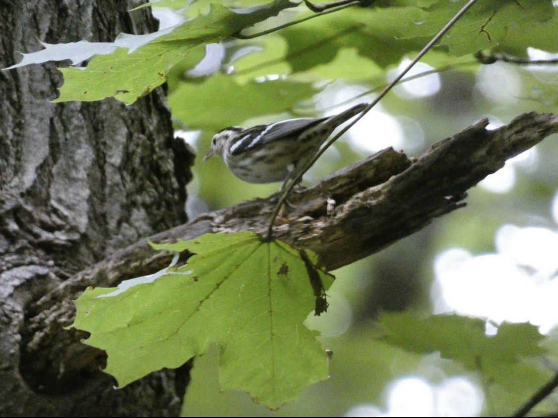 Black-and-white Warbler - ML528045541