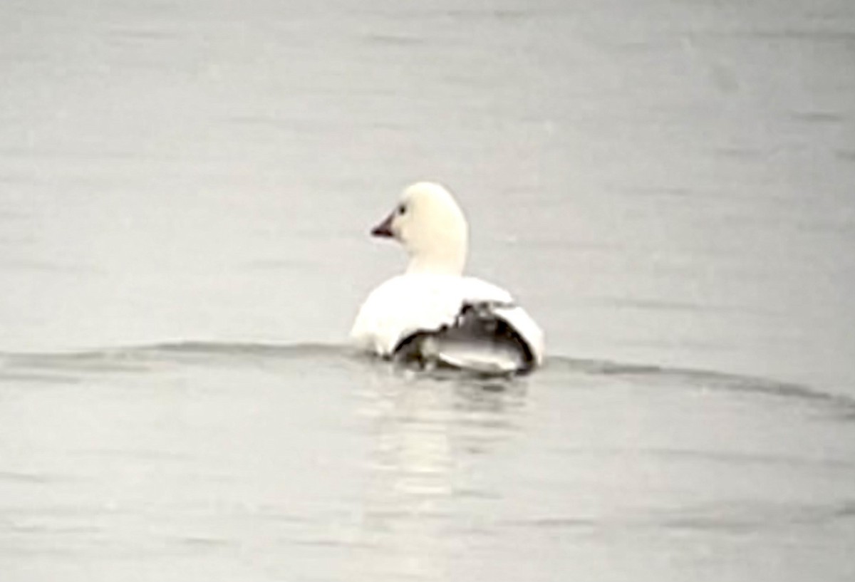 Ross's Goose - ML528046171