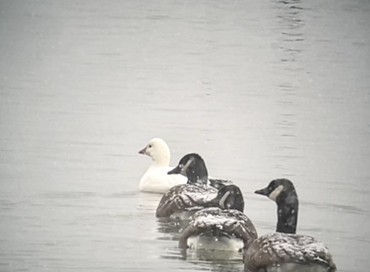 Ross's Goose - ML528046181