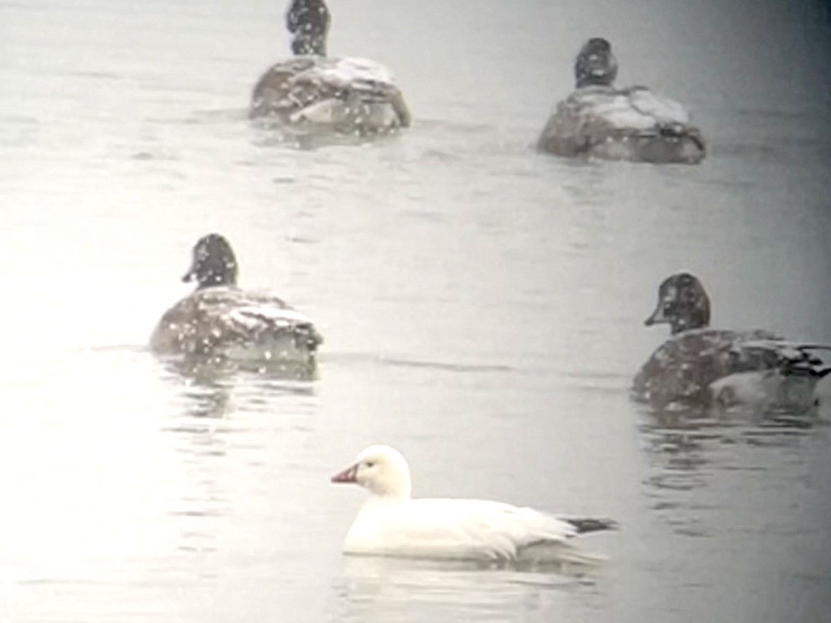 Ross's Goose - ML528046191