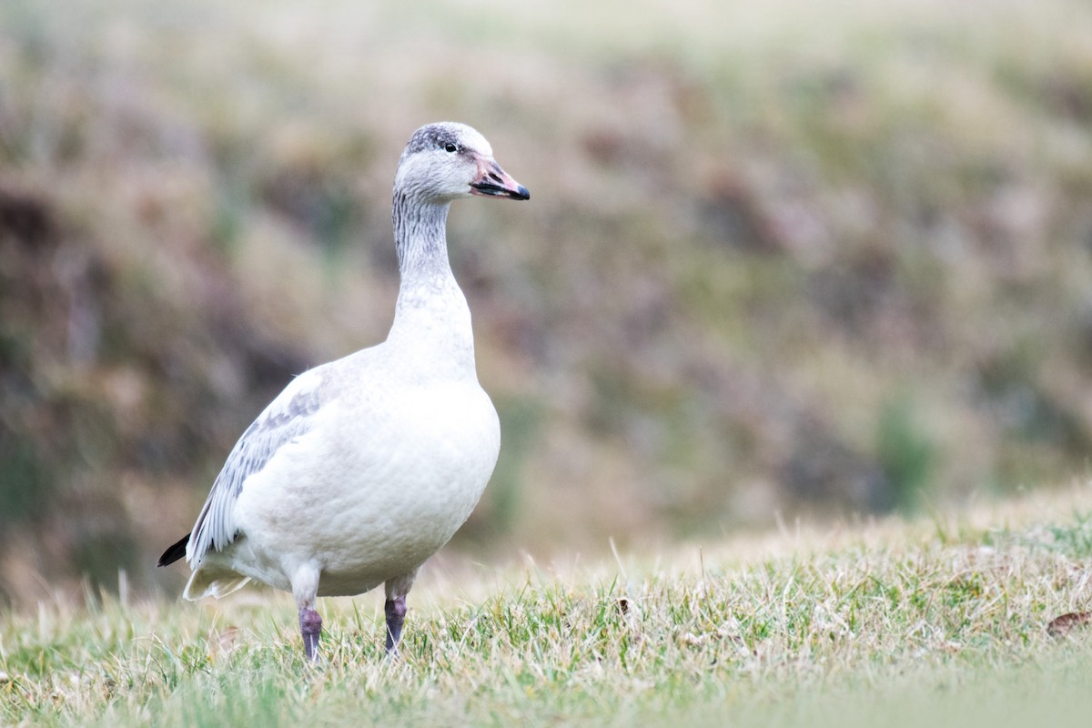 Snow Goose - ML528046211