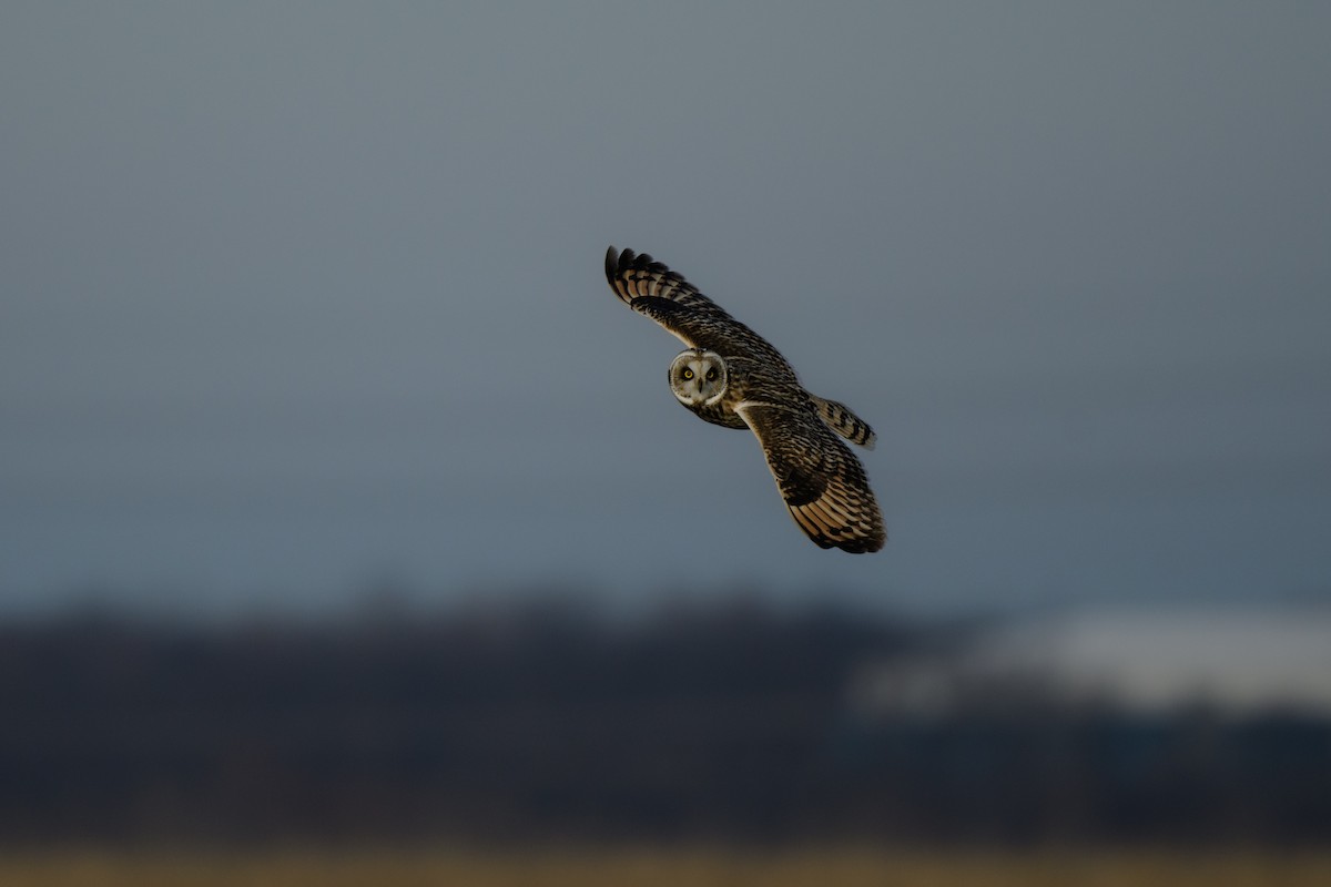 Short-eared Owl - John Kuenzli