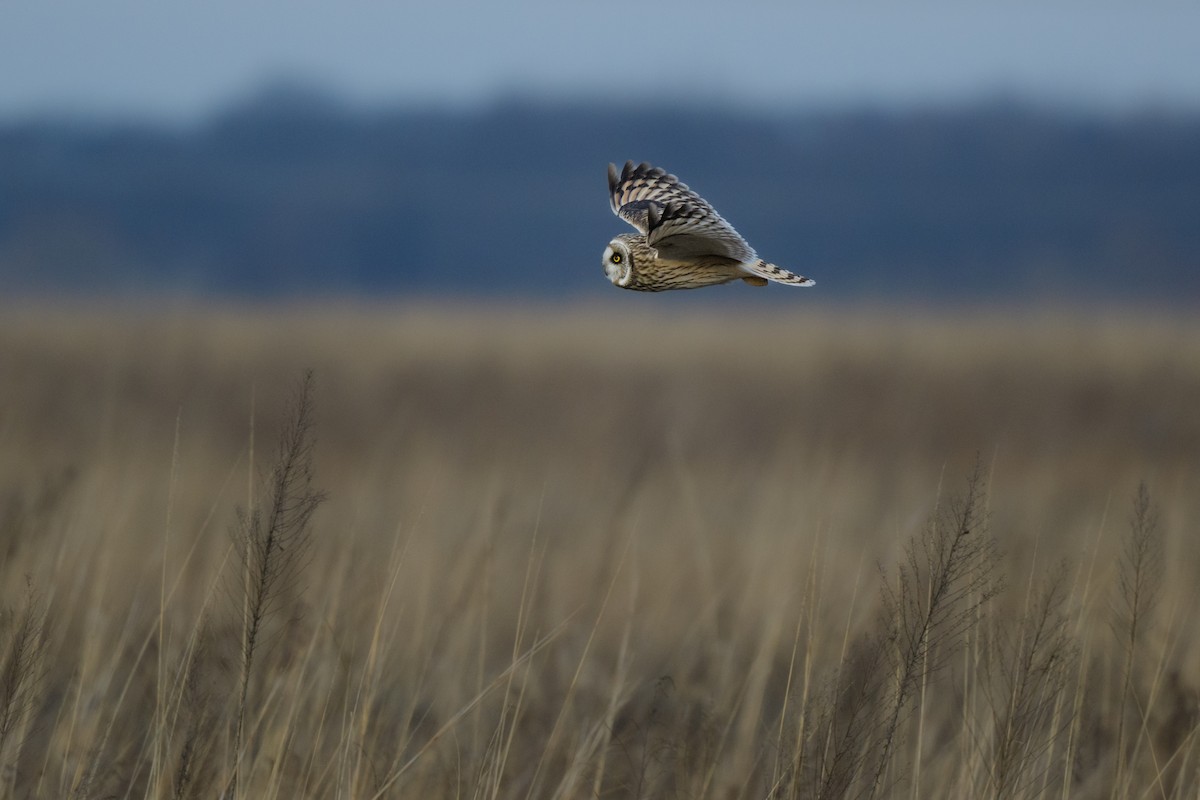 Short-eared Owl - John Kuenzli