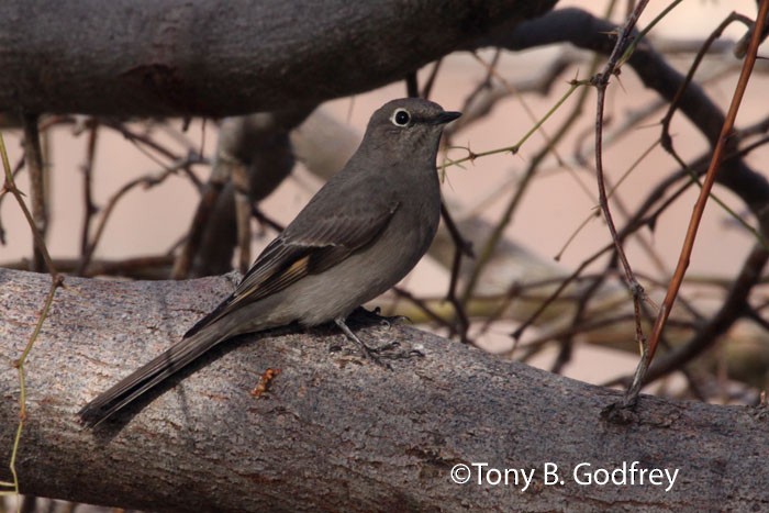 Townsend's Solitaire - ML52804701