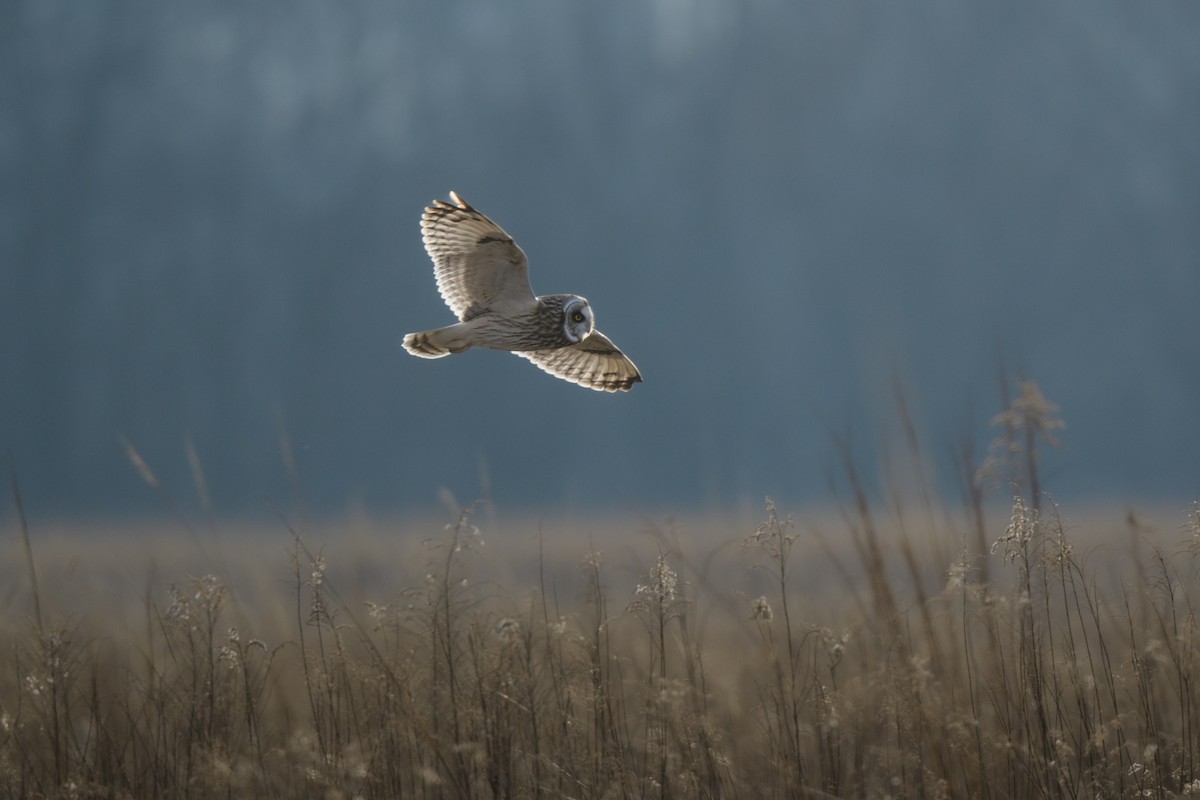 Short-eared Owl - John Kuenzli