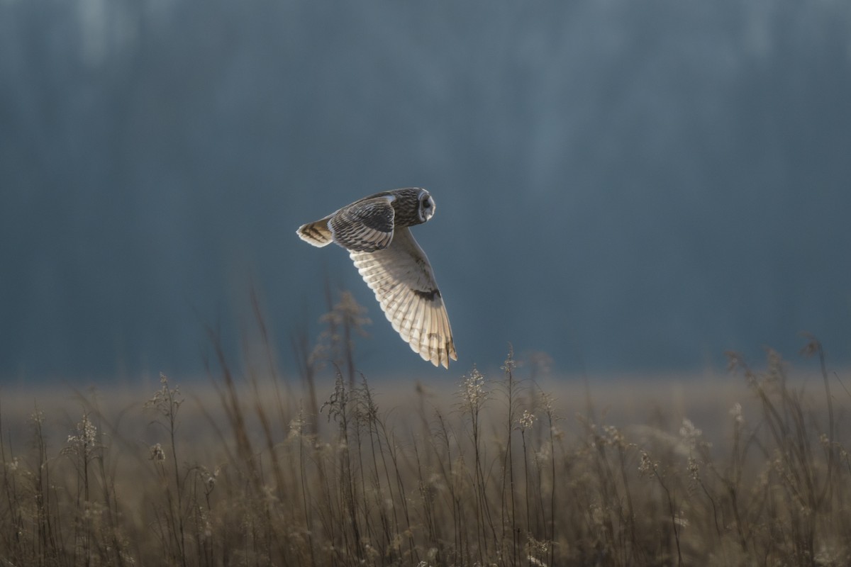 Short-eared Owl - John Kuenzli