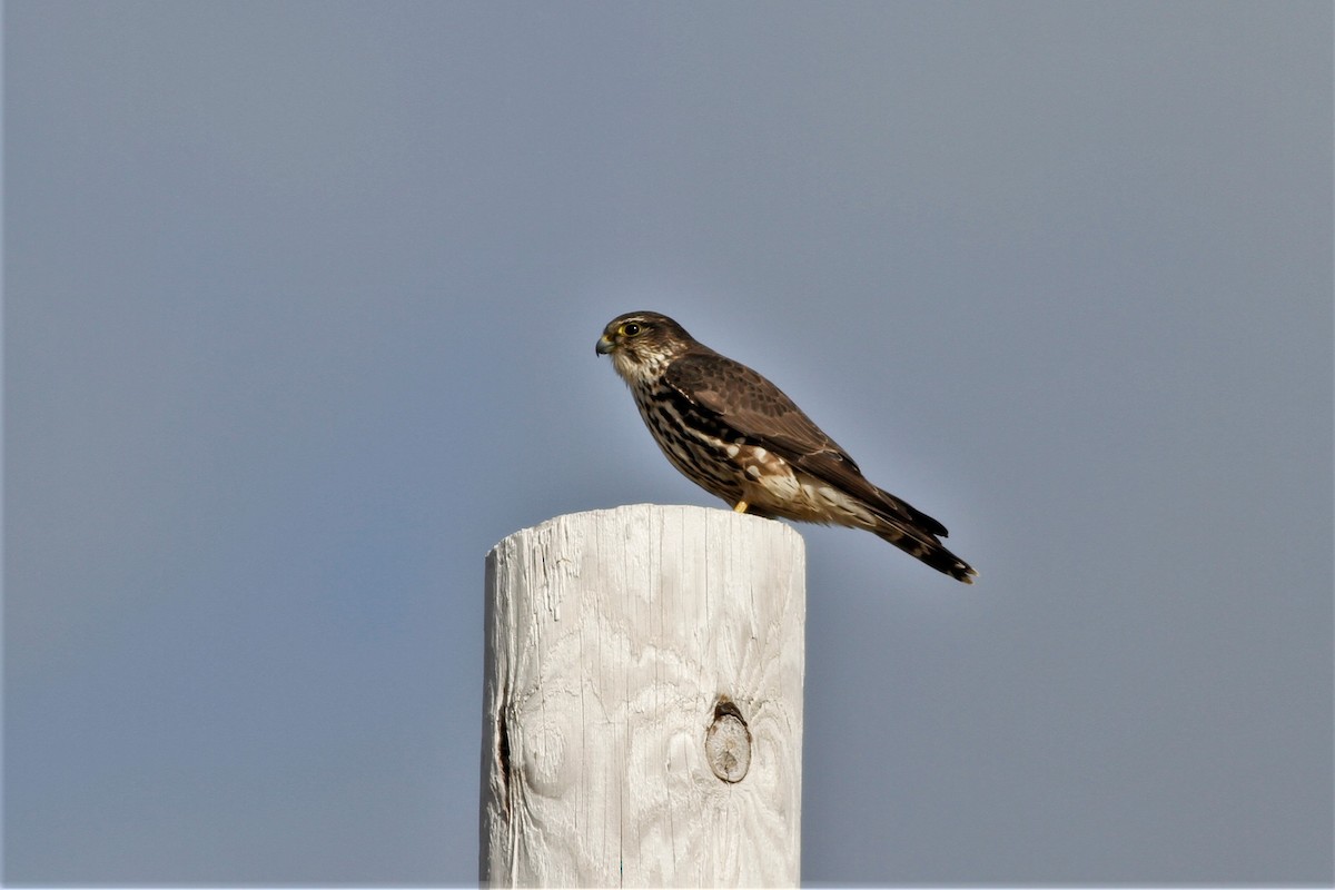 dřemlík tundrový (ssp. columbarius) - ML528048571