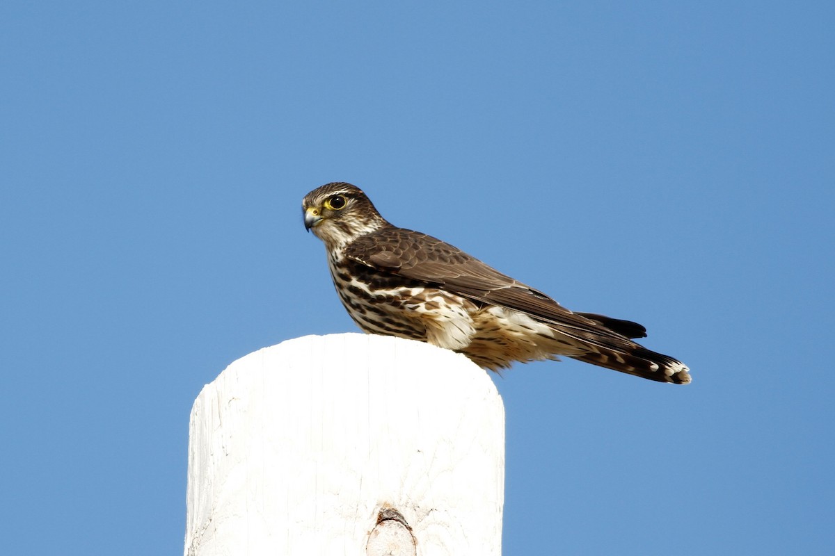 dřemlík tundrový (ssp. columbarius) - ML528048581