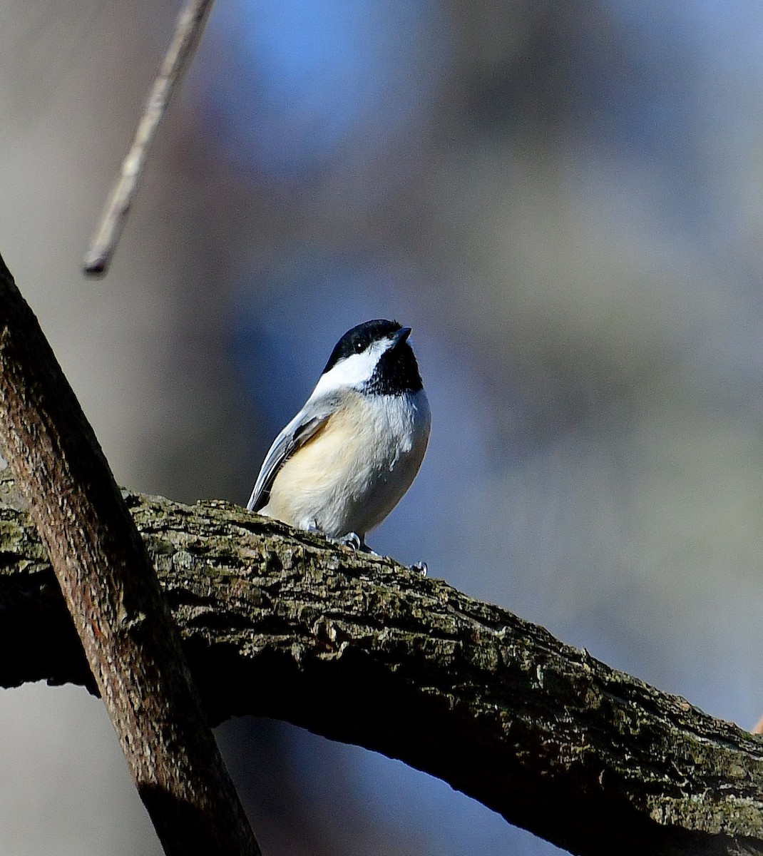 Black-capped Chickadee - ML528049371