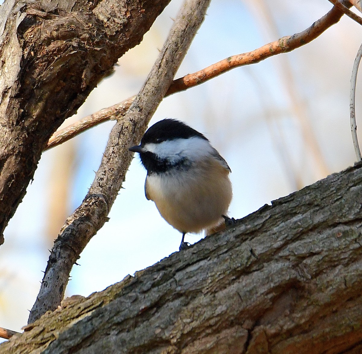 Black-capped Chickadee - ML528049381